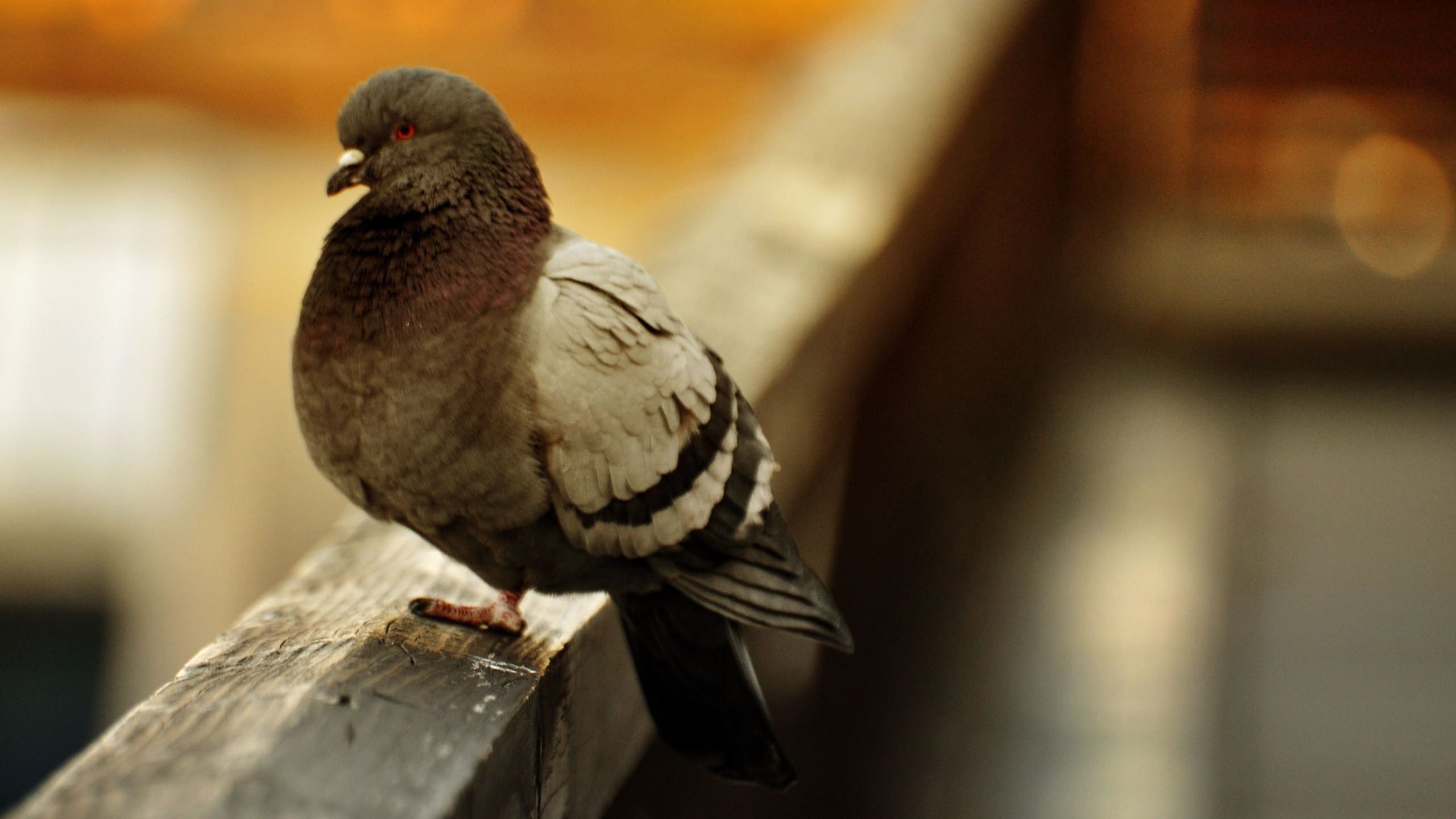 Pigeon 8k - HD Wallpaper 