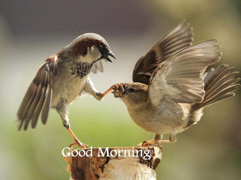 Two Birds Good Morning - HD Wallpaper 