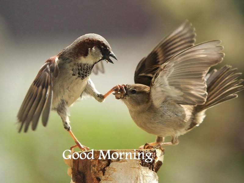 Two Birds Good Morning 800x600 Wallpaper Teahub Io Two Birds Good Morning 800x600 Wallpaper Teahub Io