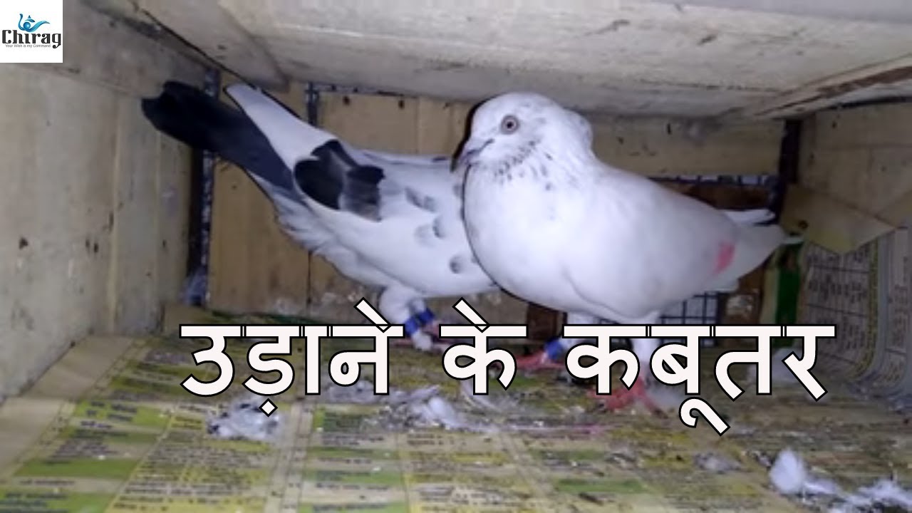 Kabutar Morpis - HD Wallpaper 