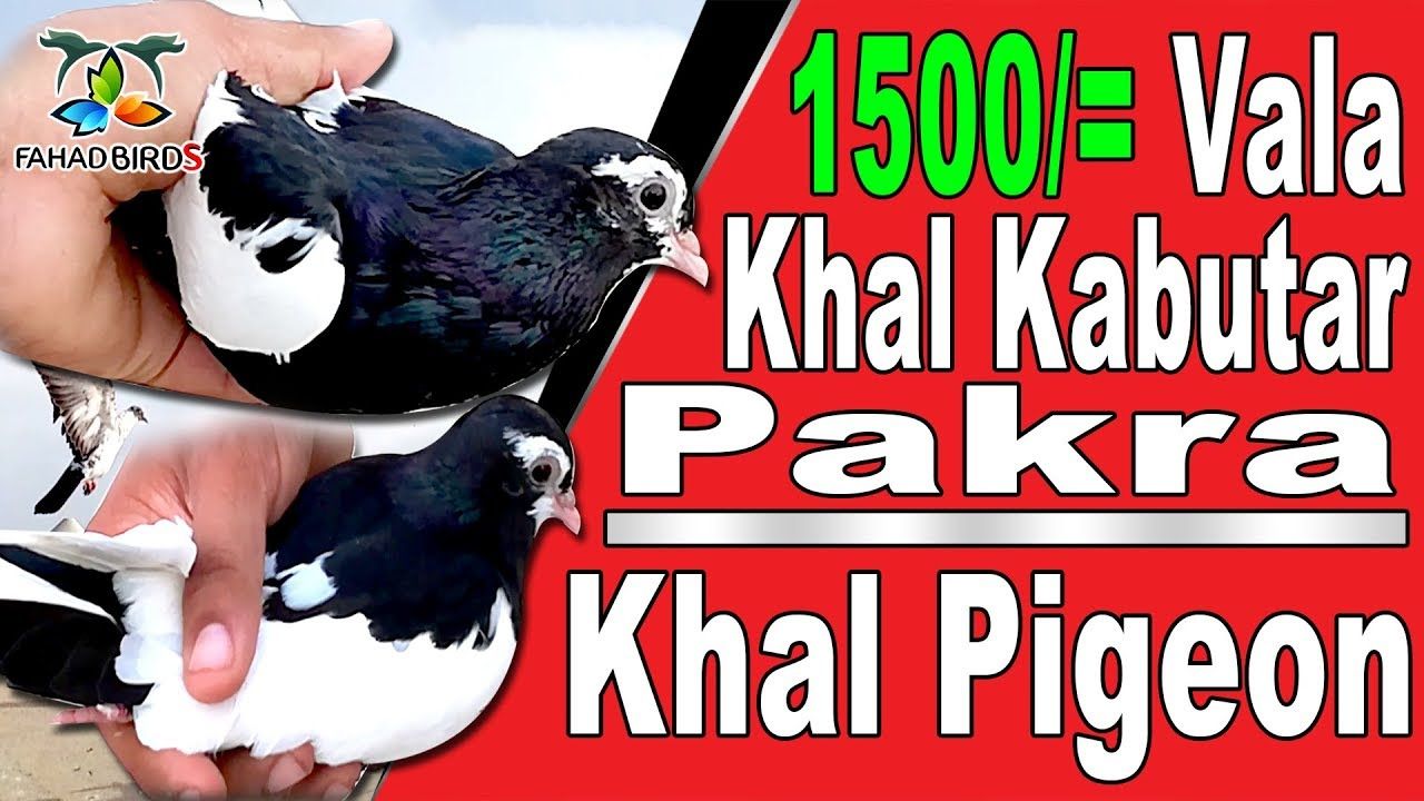 Pigeons And Doves - HD Wallpaper 