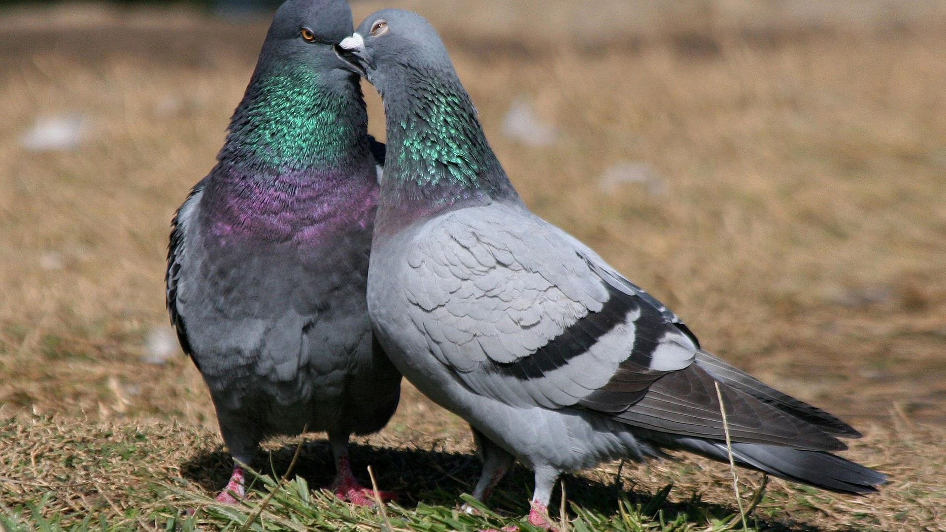 Two Pigeons - HD Wallpaper 