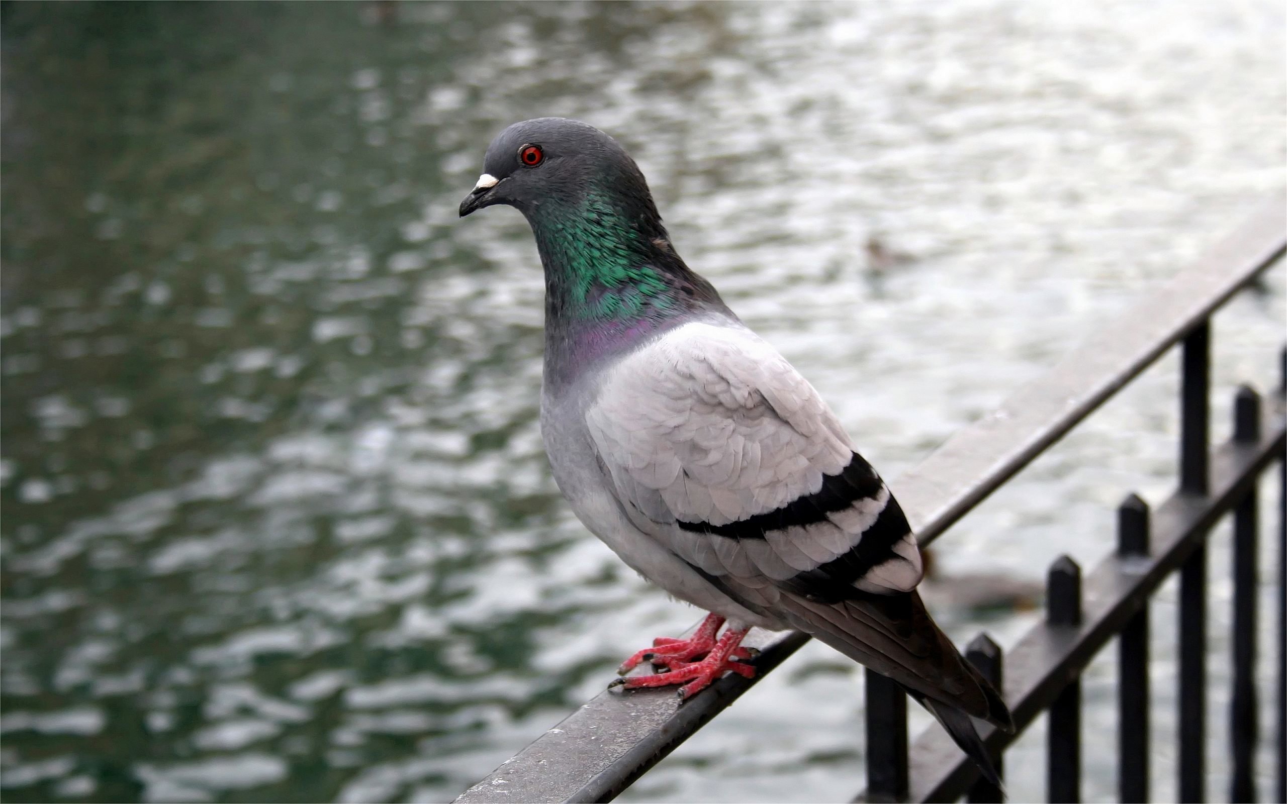 Download Hd Pigeon Computer Wallpaper Id - Pigeon Hd Wallpaper 1080p - HD Wallpaper 