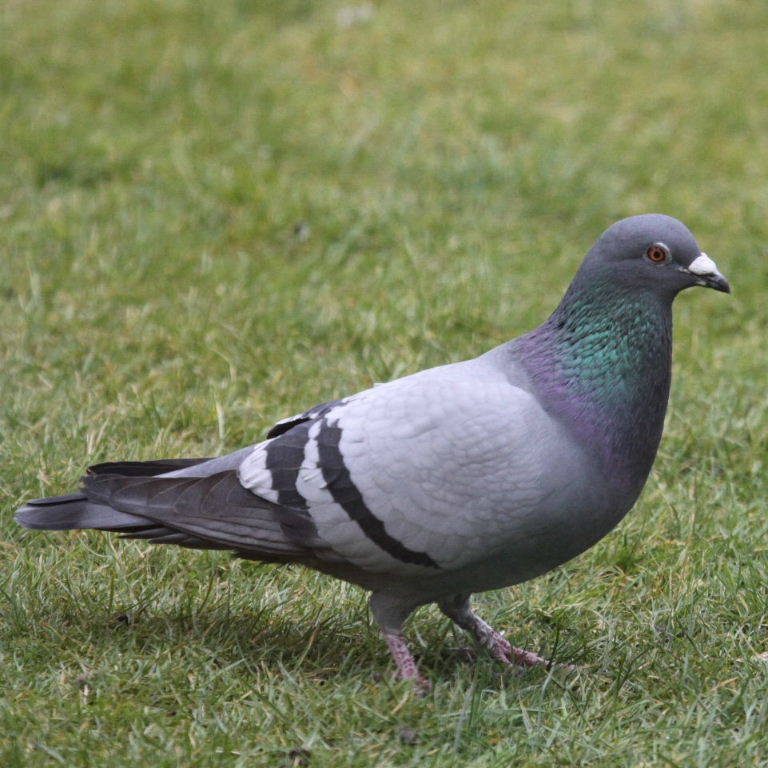 Pigeon Colours - HD Wallpaper 