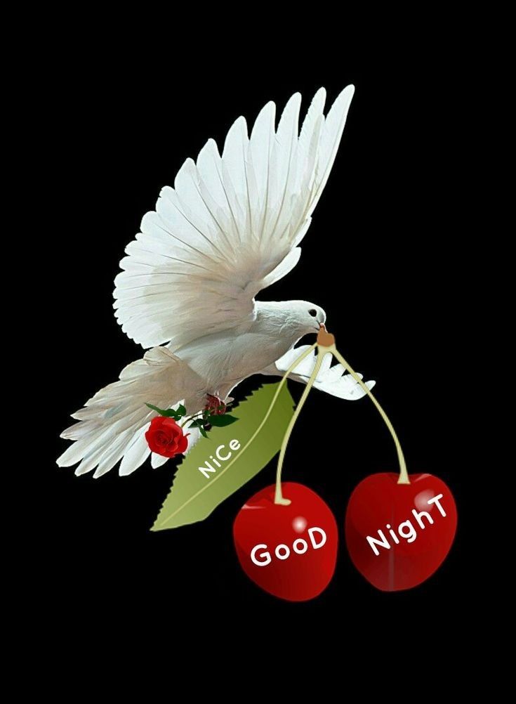 Flying Dove Reference - HD Wallpaper 