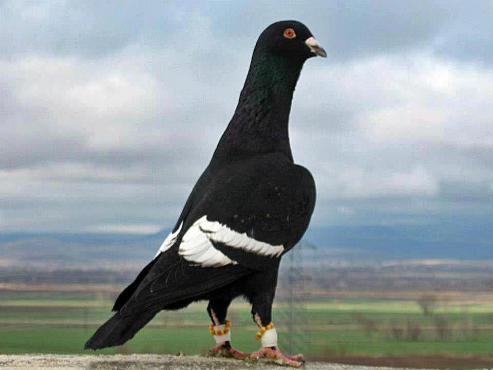 Lebanon Pigeons - HD Wallpaper 