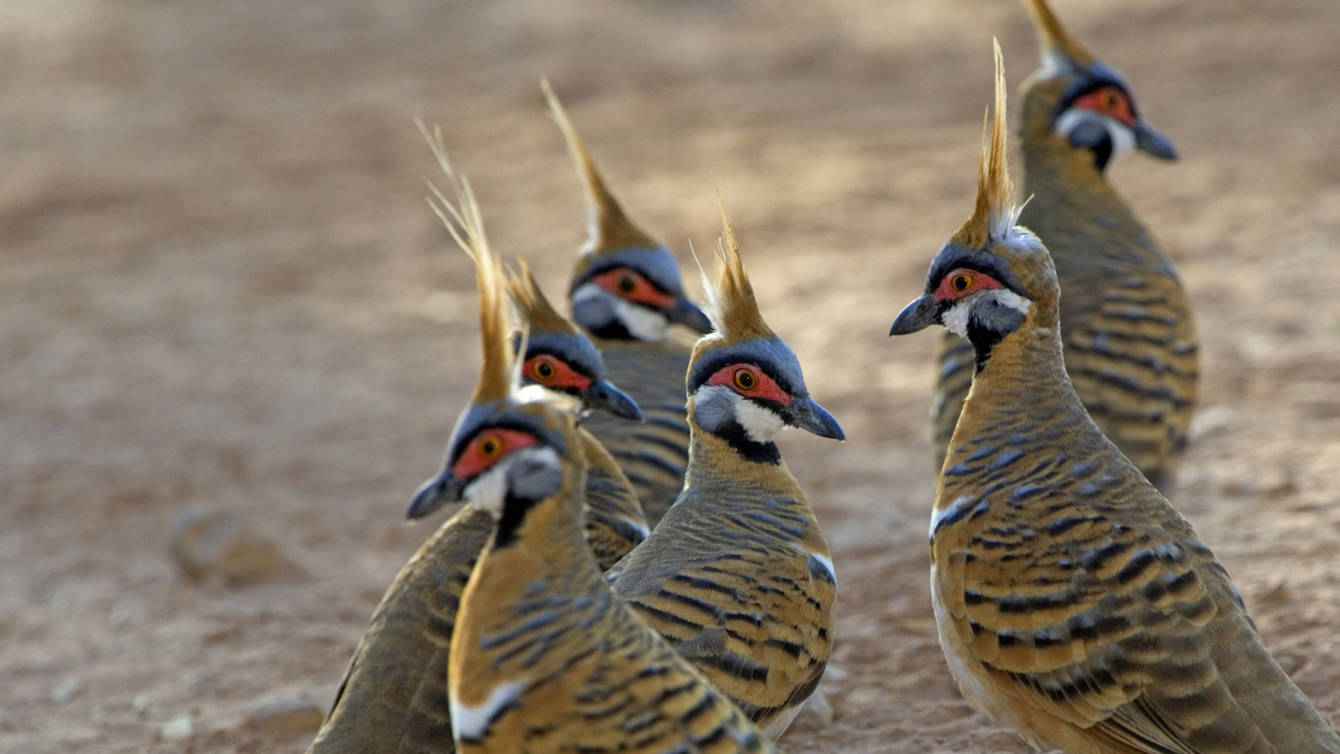Spinifex Pigeon - HD Wallpaper 