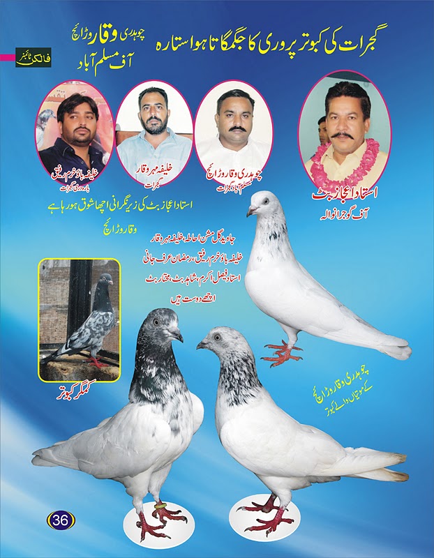 Rock Dove - HD Wallpaper 