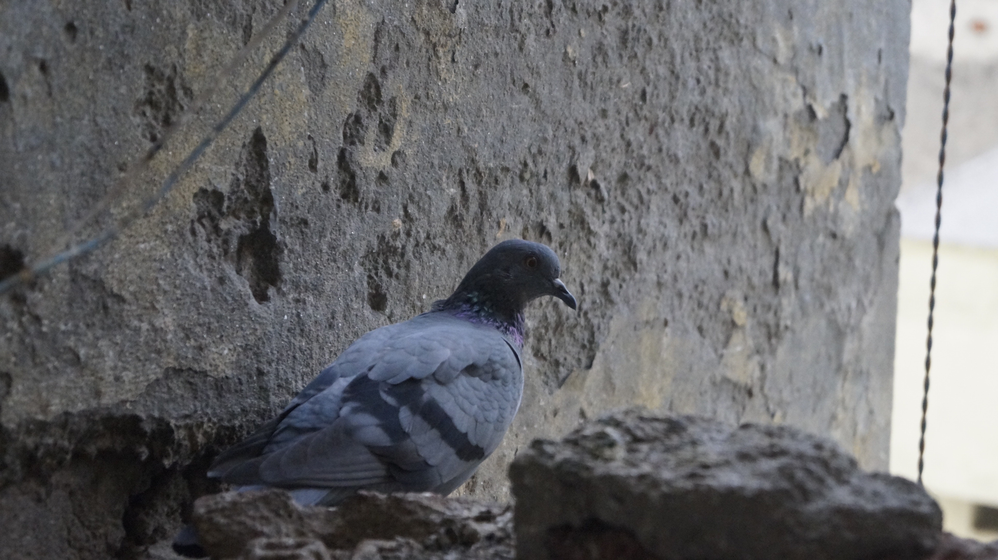 Stock Dove - HD Wallpaper 