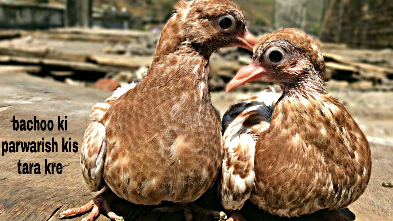 Black Bellied Plover - HD Wallpaper 