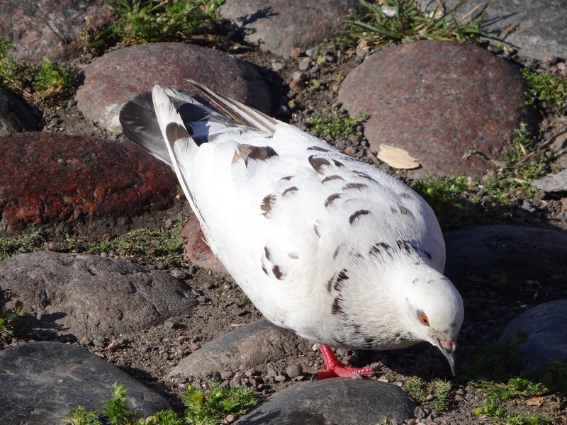 Beautiful Pigeon - احلى صور حمام في العالم - 800x600 Wallpaper Beautiful Pigeon - احلى صور حمام في العالم - 800x600 Wallpaper