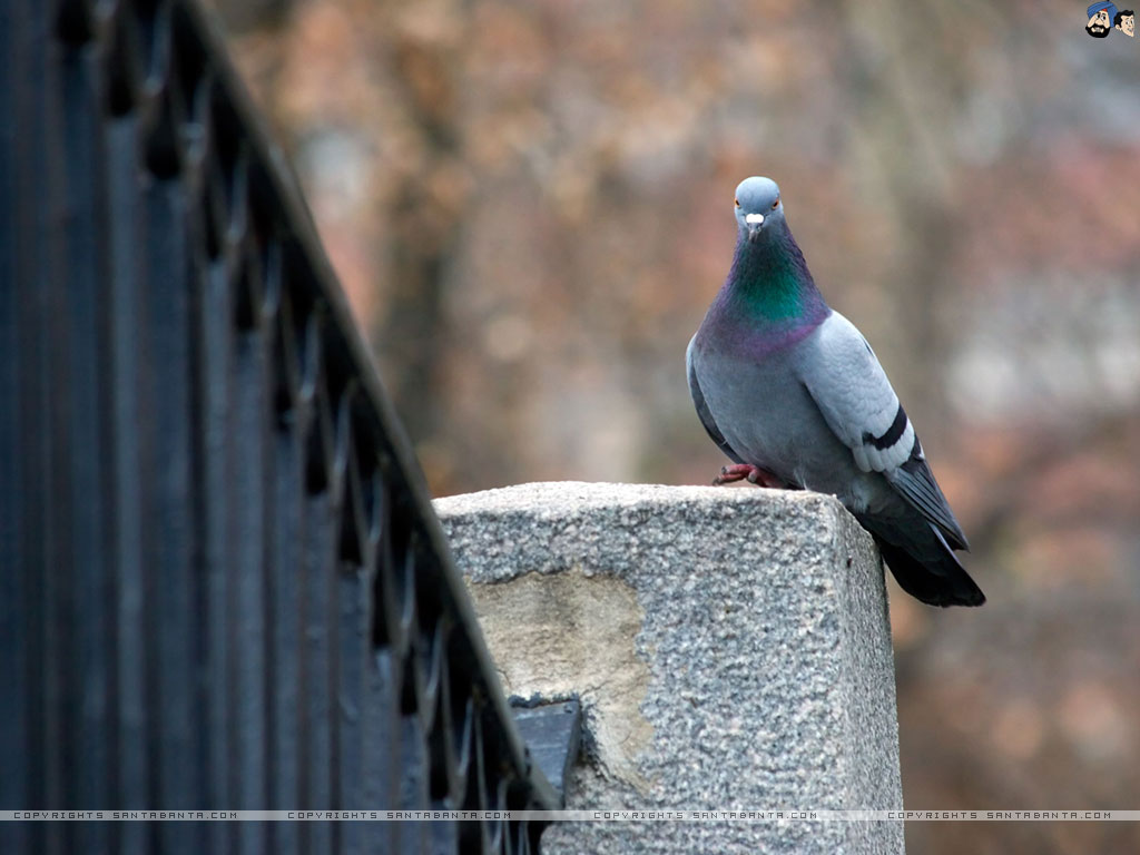 Pigeons Wallpaper - Rock Dove - HD Wallpaper 