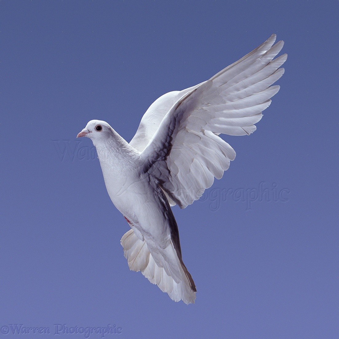 Flying Pigeon Photography - HD Wallpaper 
