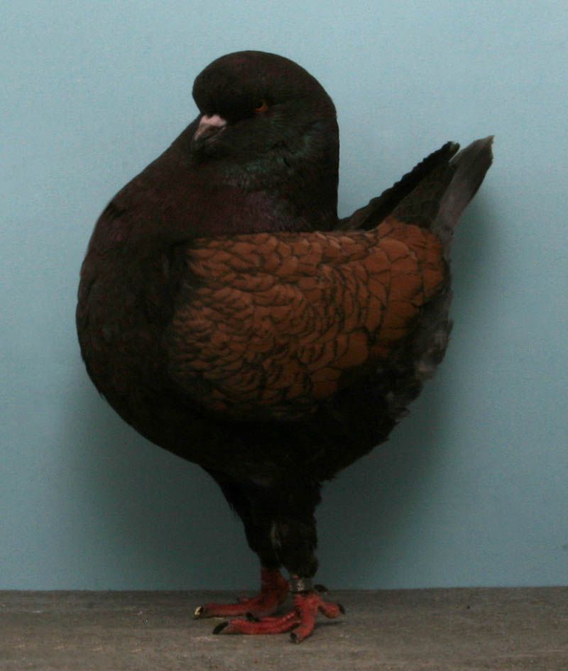 Modena Rex Arnold Bizarre Gallery Of Grand National - Typical Pigeons - HD Wallpaper 