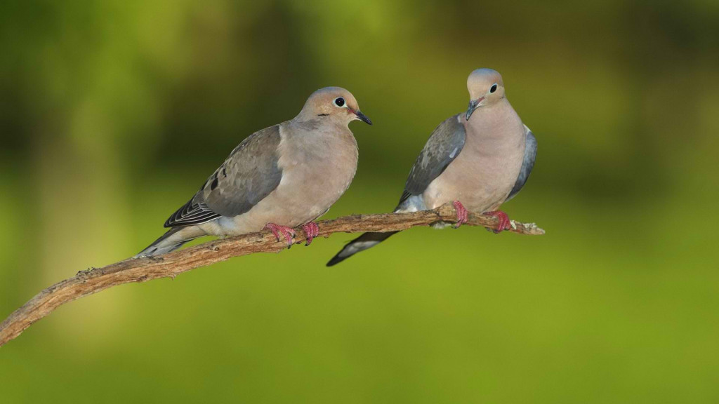 Pigeons 100% Quality Hd Wallpaper Desktop - HD Wallpaper 