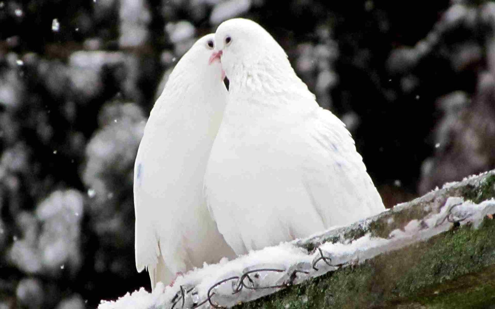 White Love Birds Images Hd - HD Wallpaper 