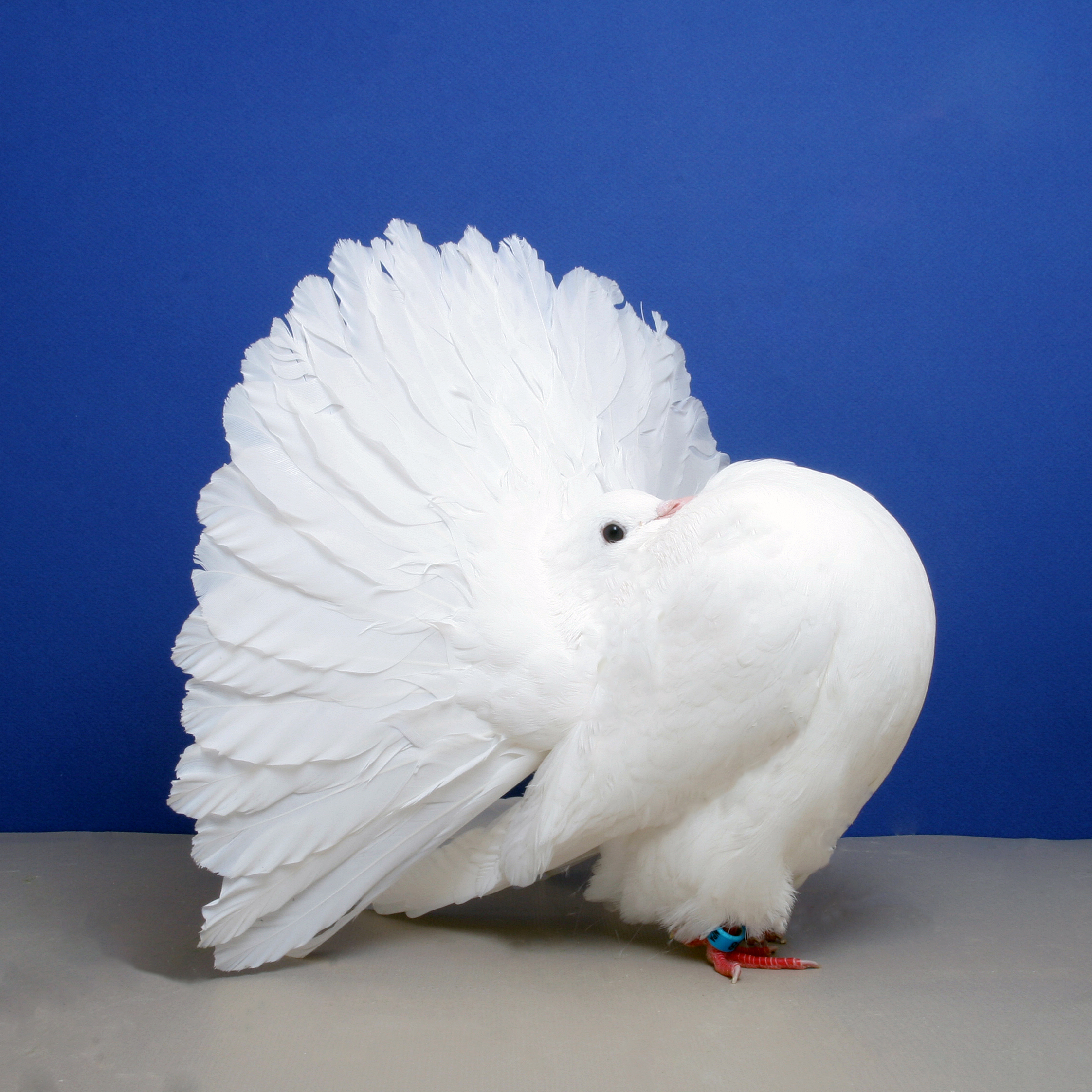 Fantail - Fancy Pigeons - 2244x2244 Wallpaper 