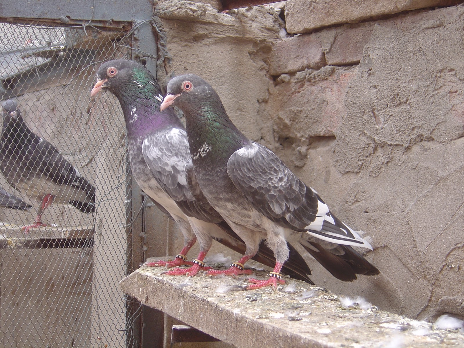 Rock Dove - HD Wallpaper 