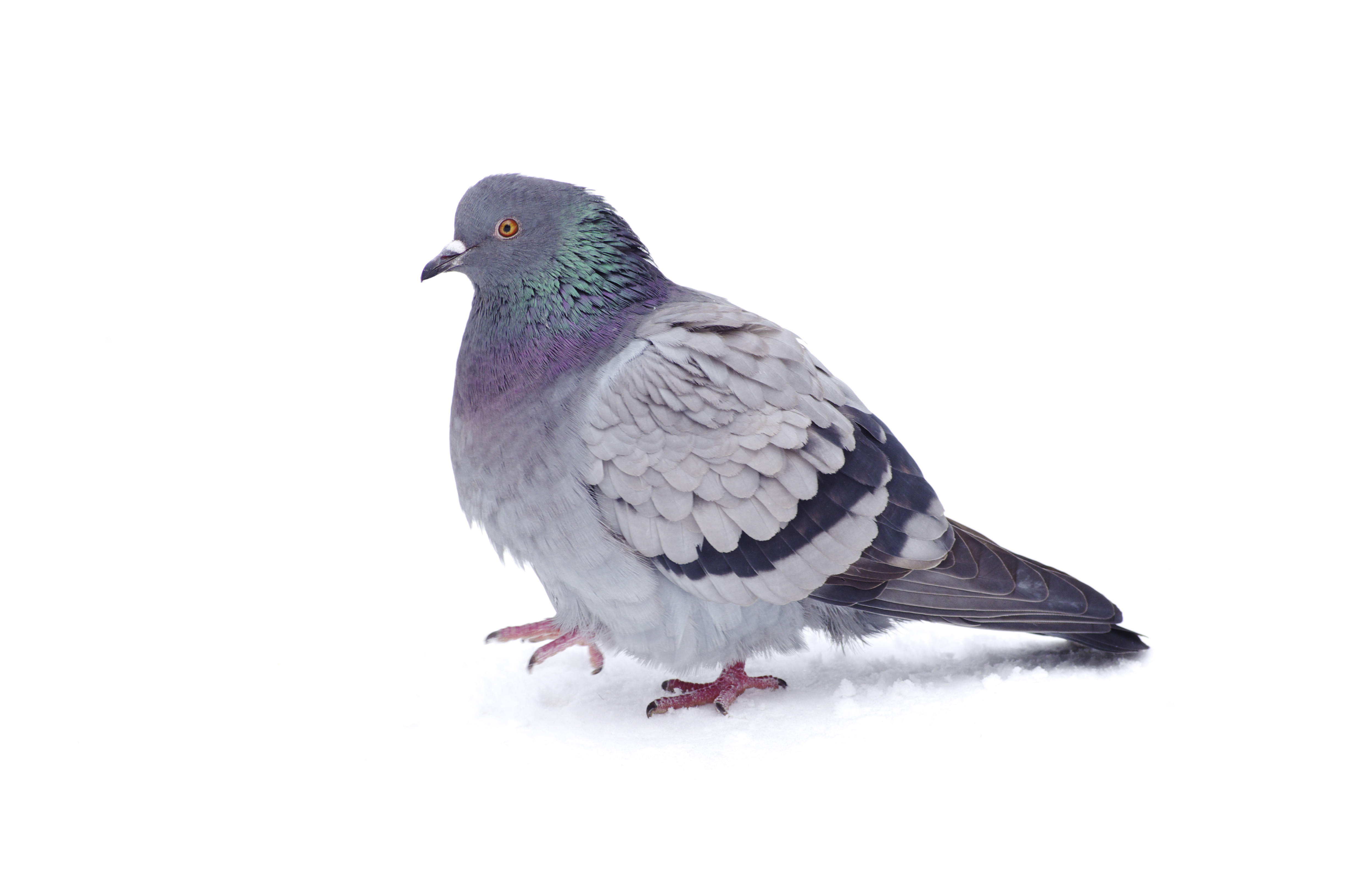 Pigeon - HD Wallpaper 