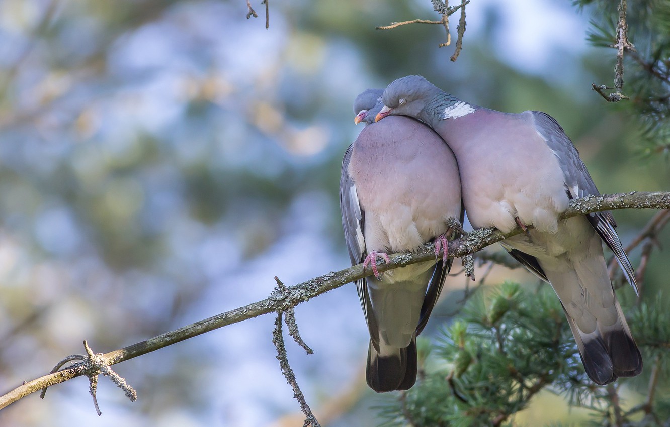 Photo Wallpaper Love, Birds, Branch, Pigeons, A Couple, - Pigeon Couple In Love - HD Wallpaper 