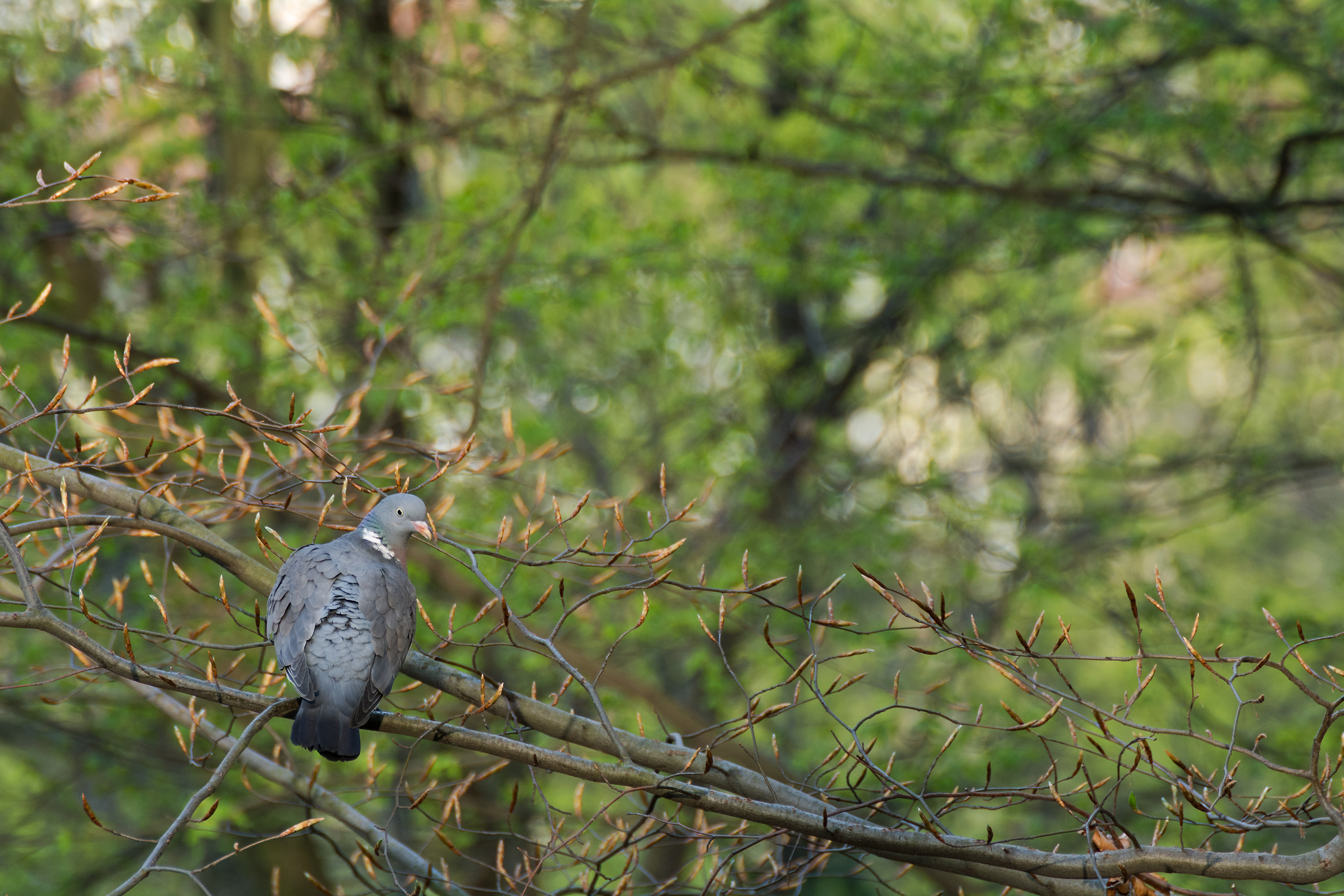 Stock Dove - HD Wallpaper 