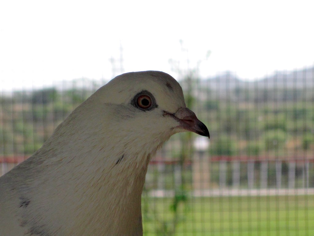 Pigeons And Doves - HD Wallpaper 