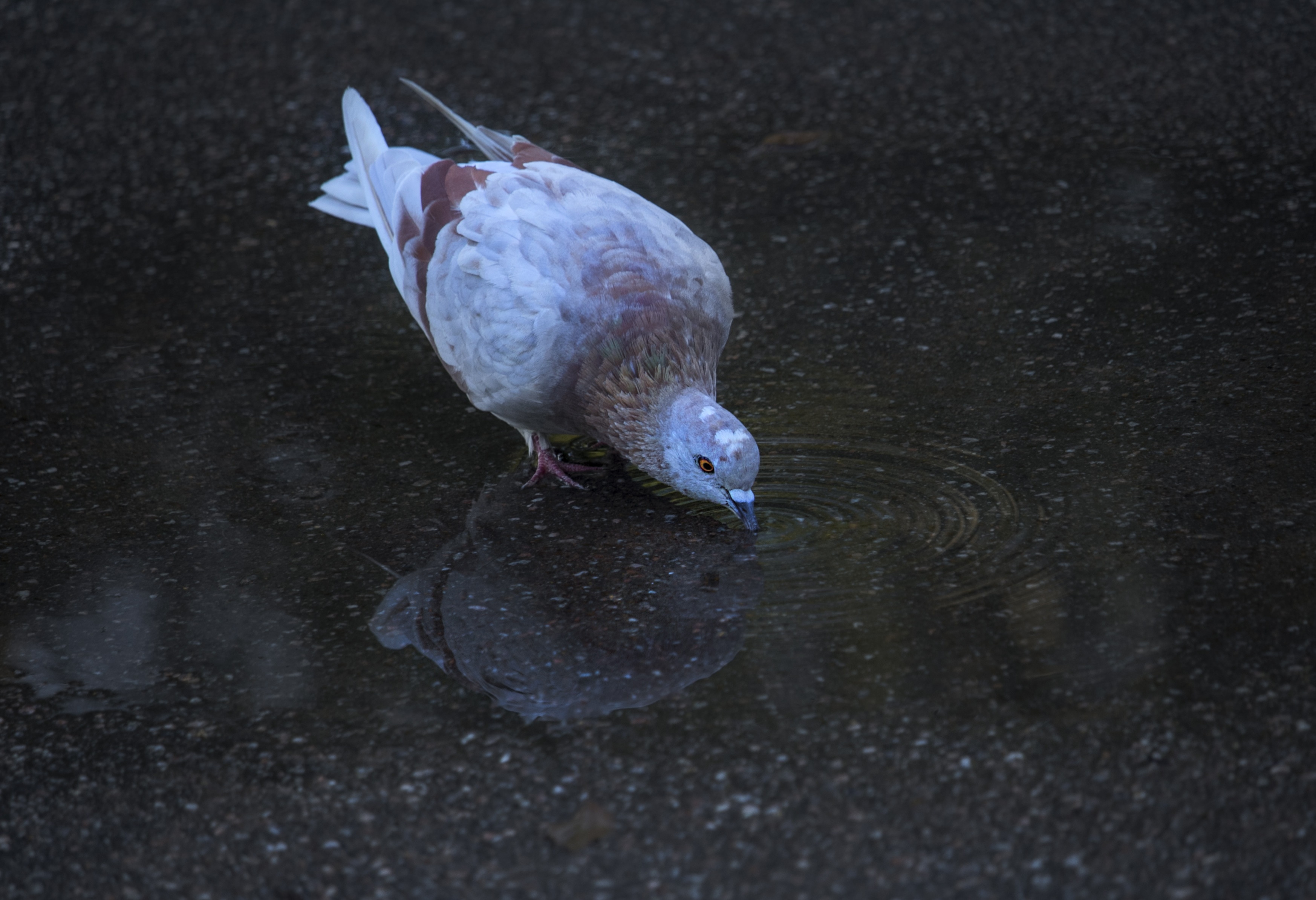 Stock Dove - HD Wallpaper 