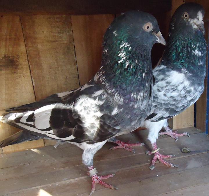 Rock Dove - HD Wallpaper 