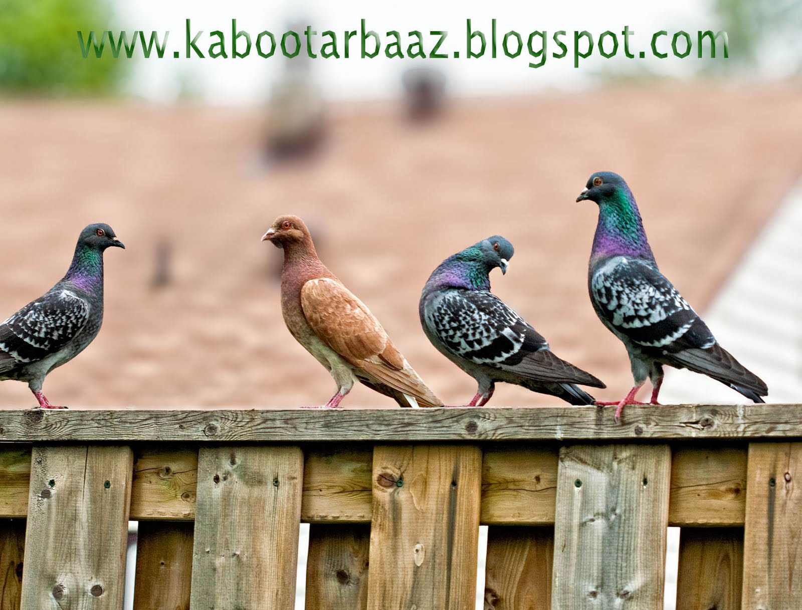 Голубиные голубеобразные. Армянские бойные голуби. Голуби 4. Голуби елецкие высоколетные. Голубь на а4.