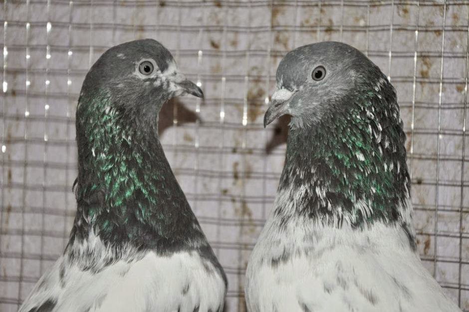 Ferozpuri Kabooter - Stock Dove - HD Wallpaper 