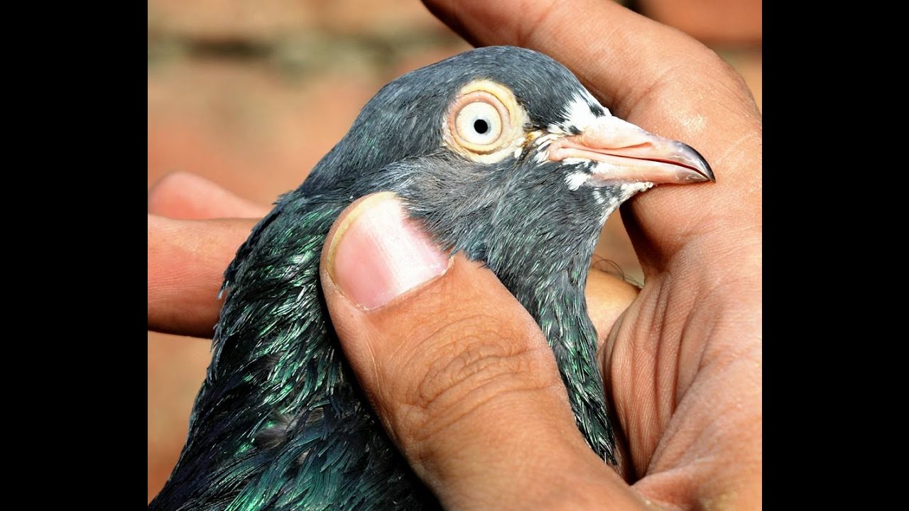 Tady Kabutar - HD Wallpaper 