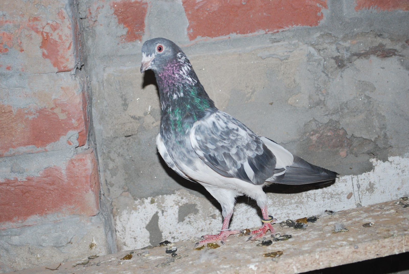 Stock Dove - HD Wallpaper 