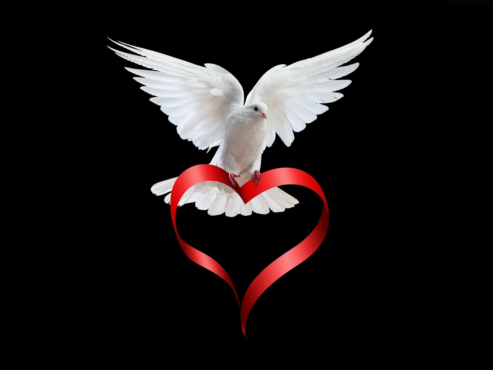 Doves Wallpaper - Dove Of Love - HD Wallpaper 