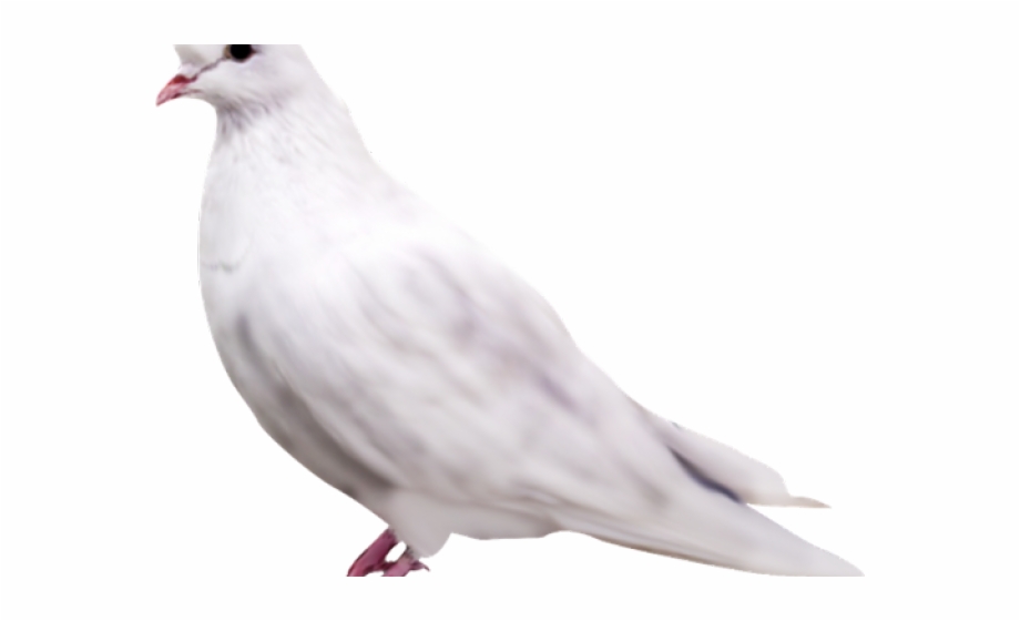 Pigeon Png Transparent Images Pigeon Png- - Columbidae - HD Wallpaper 