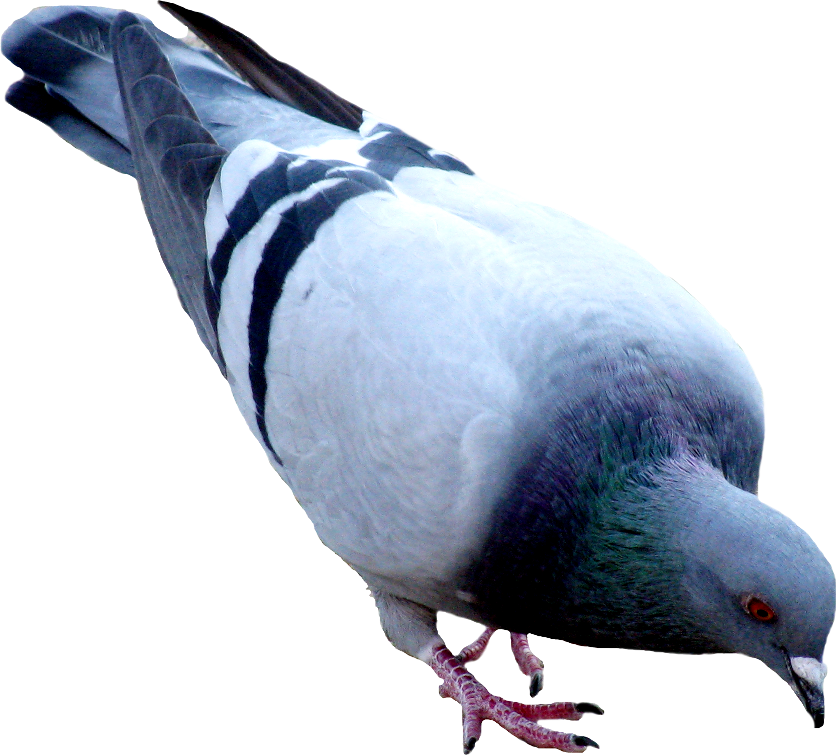 Pigeon Png - Birds Work For The Bourgeoisie - HD Wallpaper 