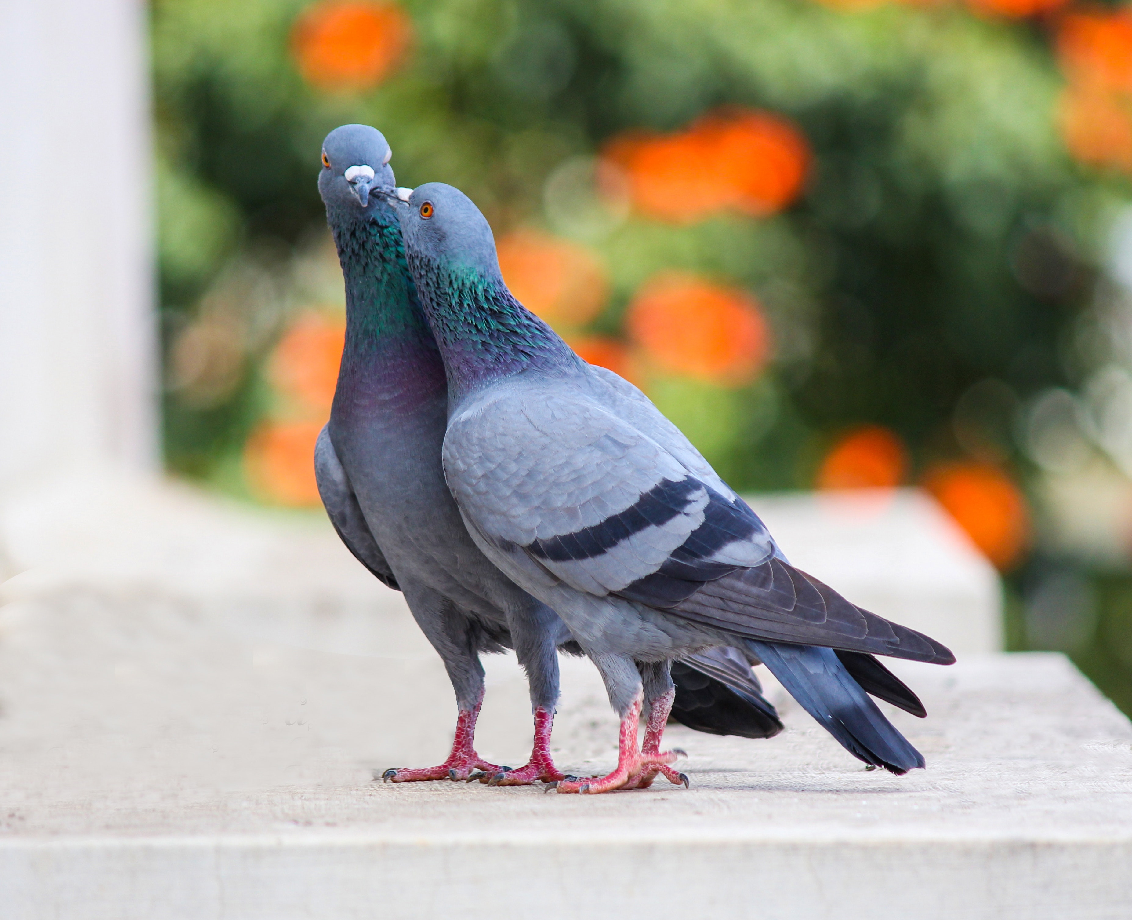Two Pigeons - HD Wallpaper 