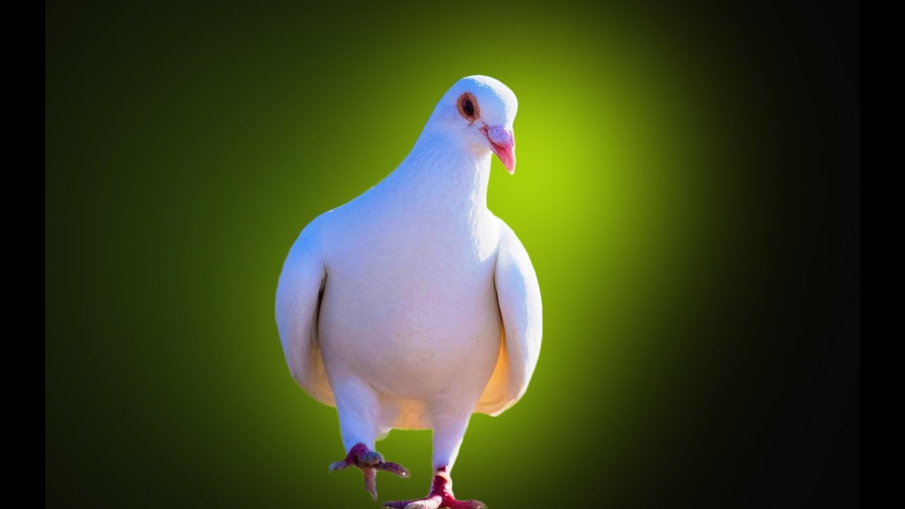 Rock Dove - HD Wallpaper 