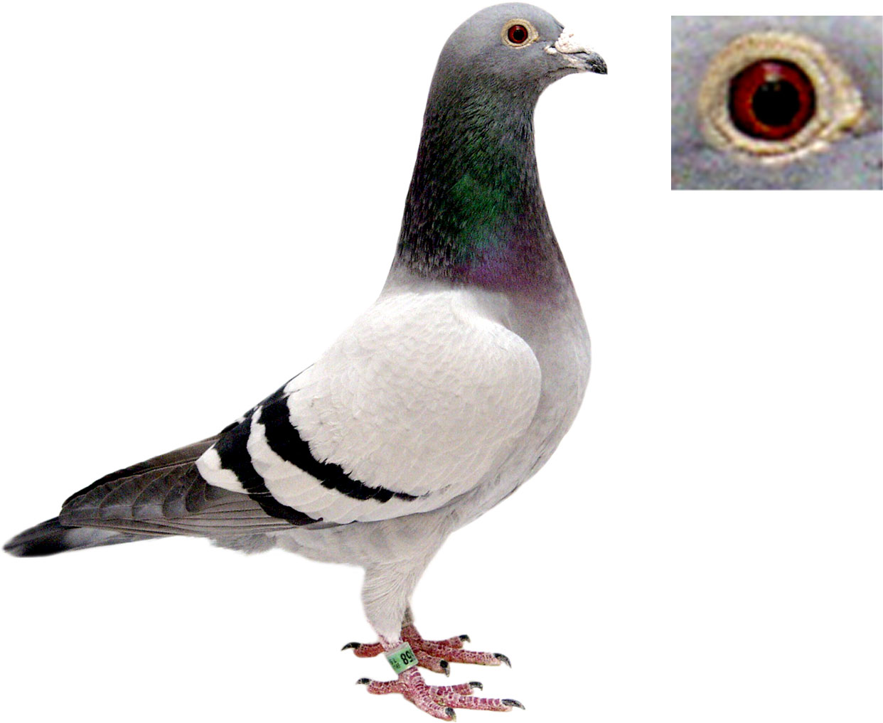 Pigeon - HD Wallpaper 