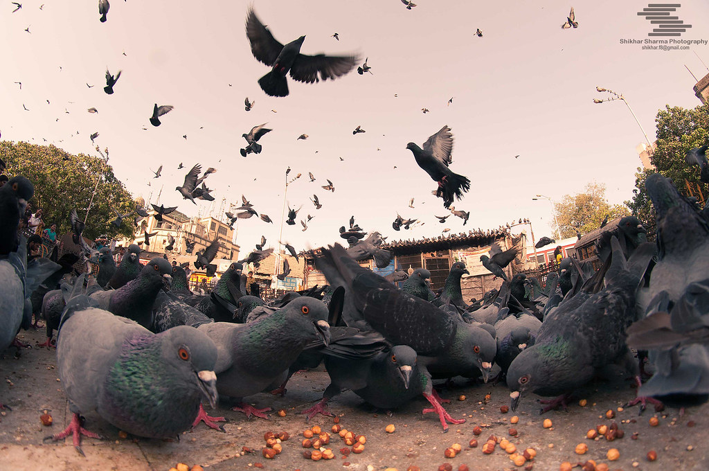 Flock - HD Wallpaper 