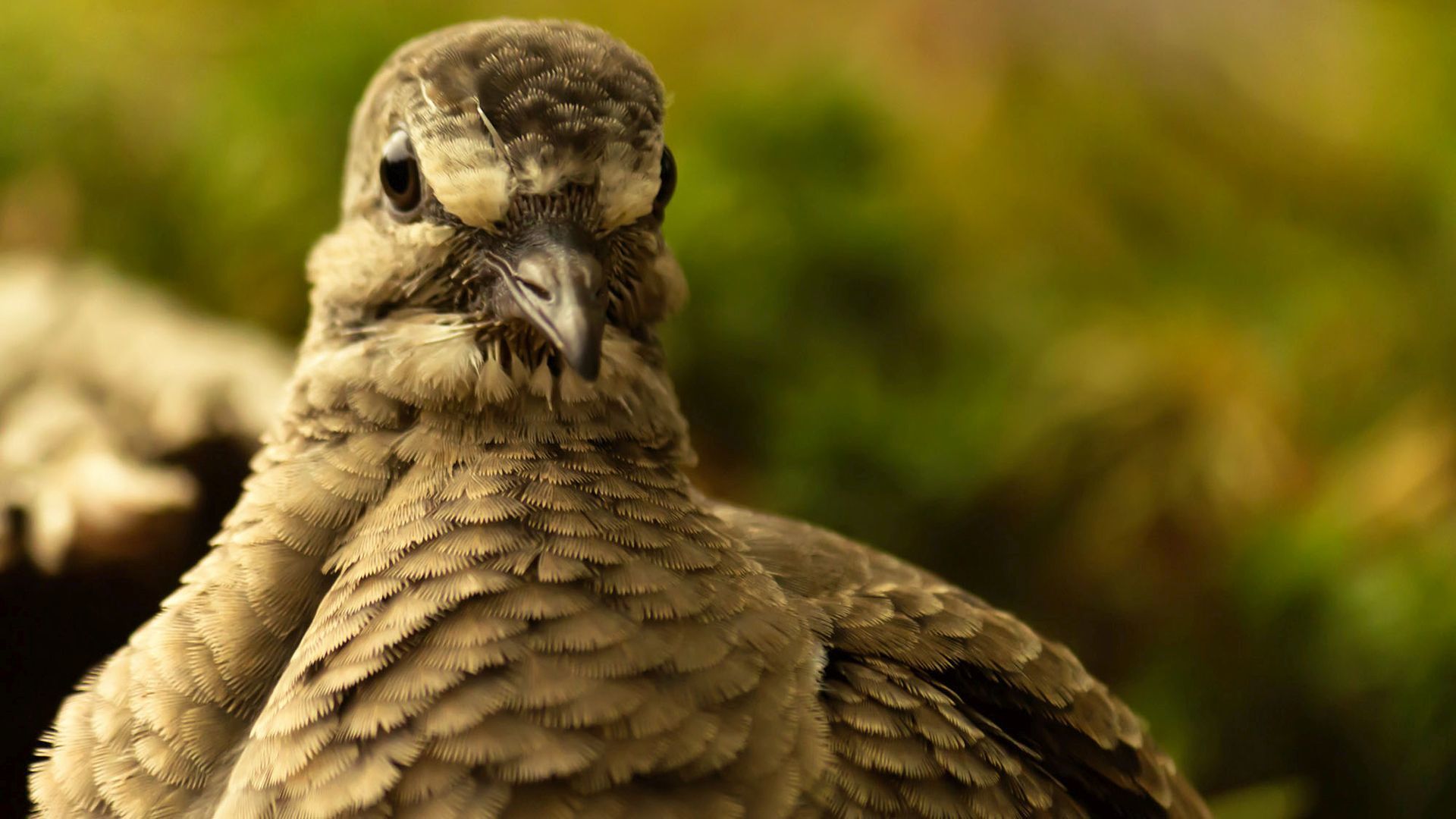 Close-up - HD Wallpaper 