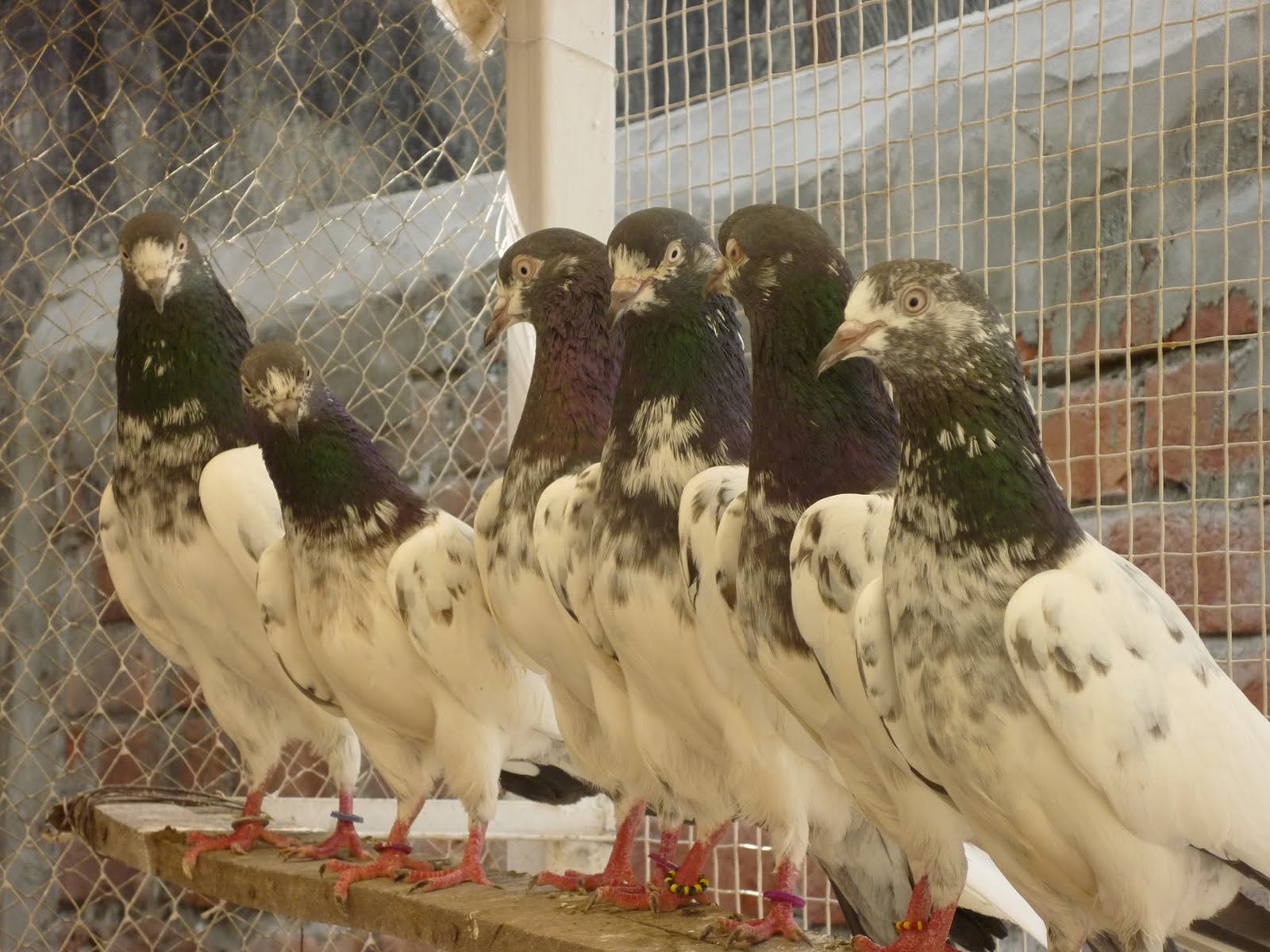 Stock Dove - HD Wallpaper 