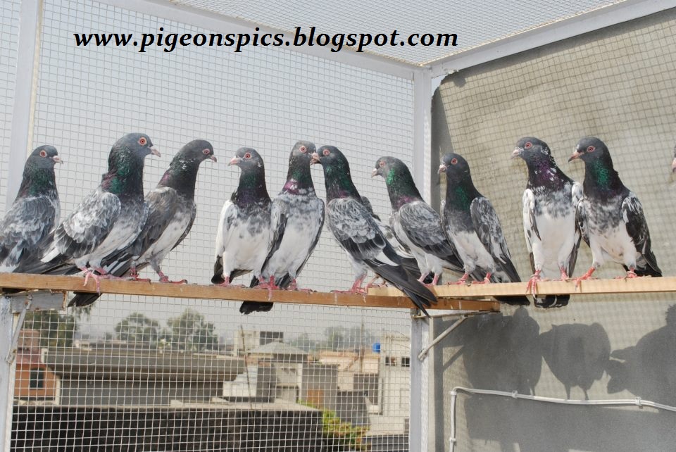 Rock Dove - HD Wallpaper 