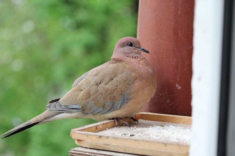 Bird, The Neck, Pigeons, Beautiful, Nature, Dove, Flight, - American Mourning Dove - HD Wallpaper 
