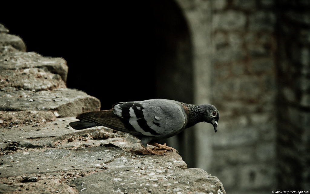 Stock Dove - HD Wallpaper 