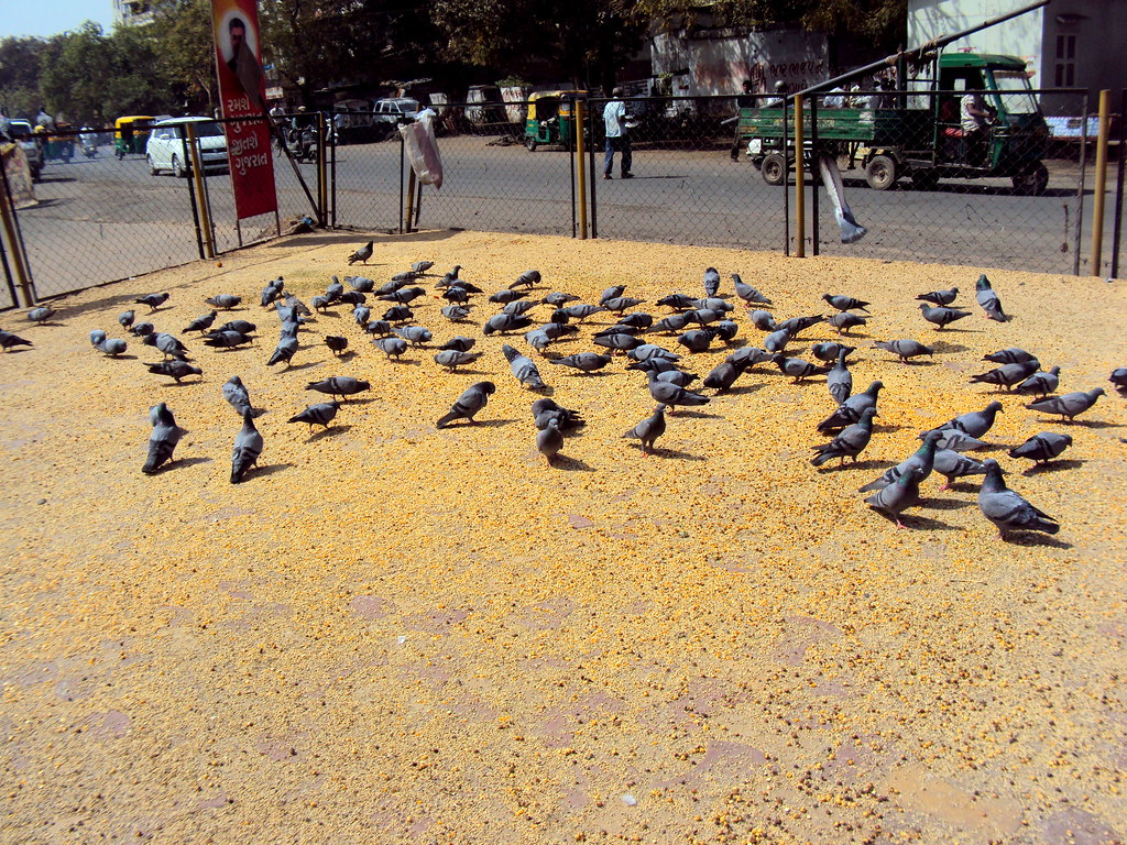 Flock - HD Wallpaper 