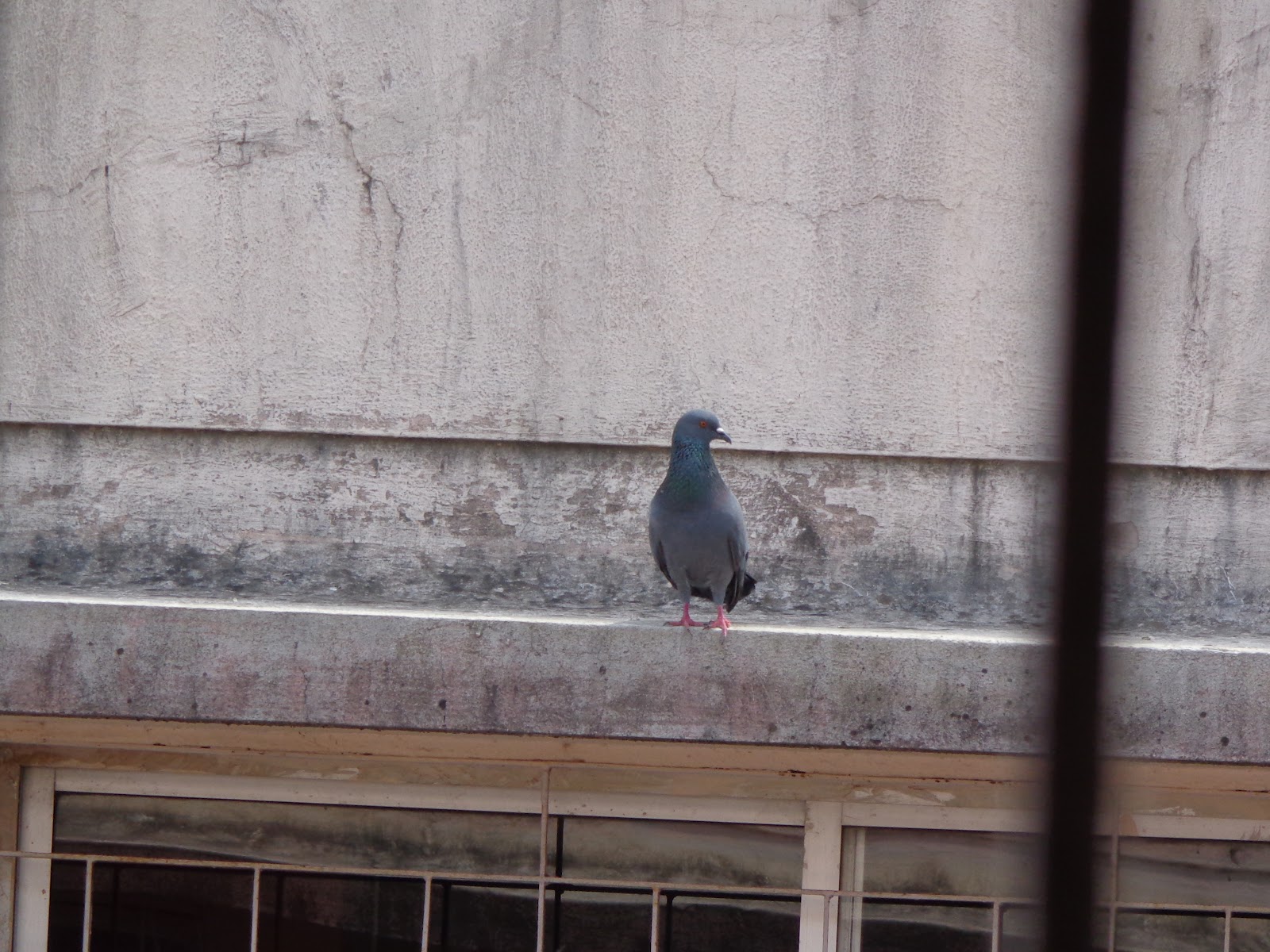 Stock Dove - HD Wallpaper 