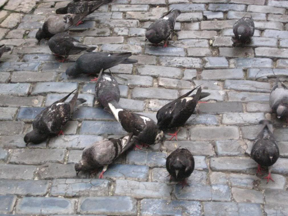 Stock Dove - HD Wallpaper 