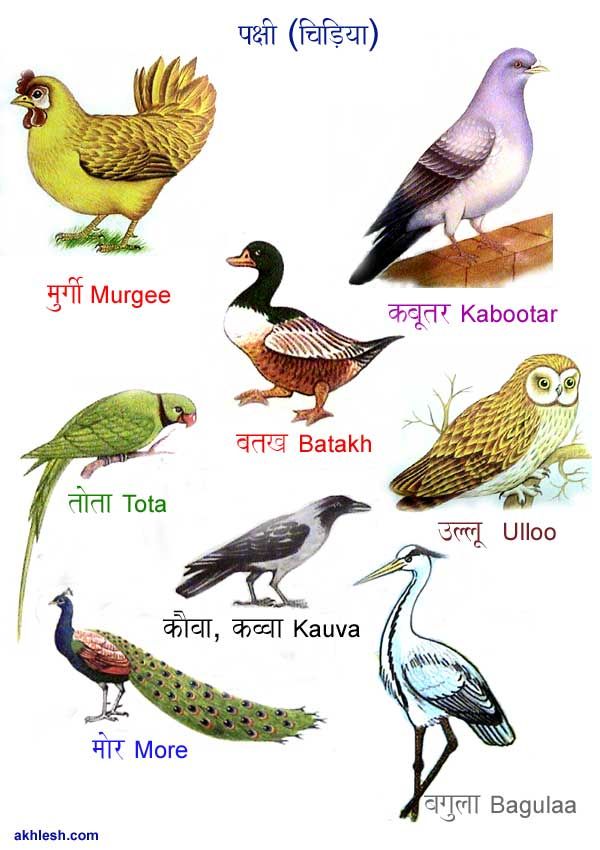 Five Birds Name In Sanskrit - 600x850 Wallpaper 