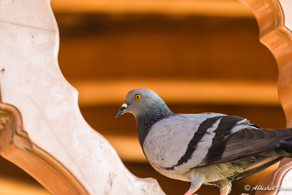 Rock Dove - HD Wallpaper 