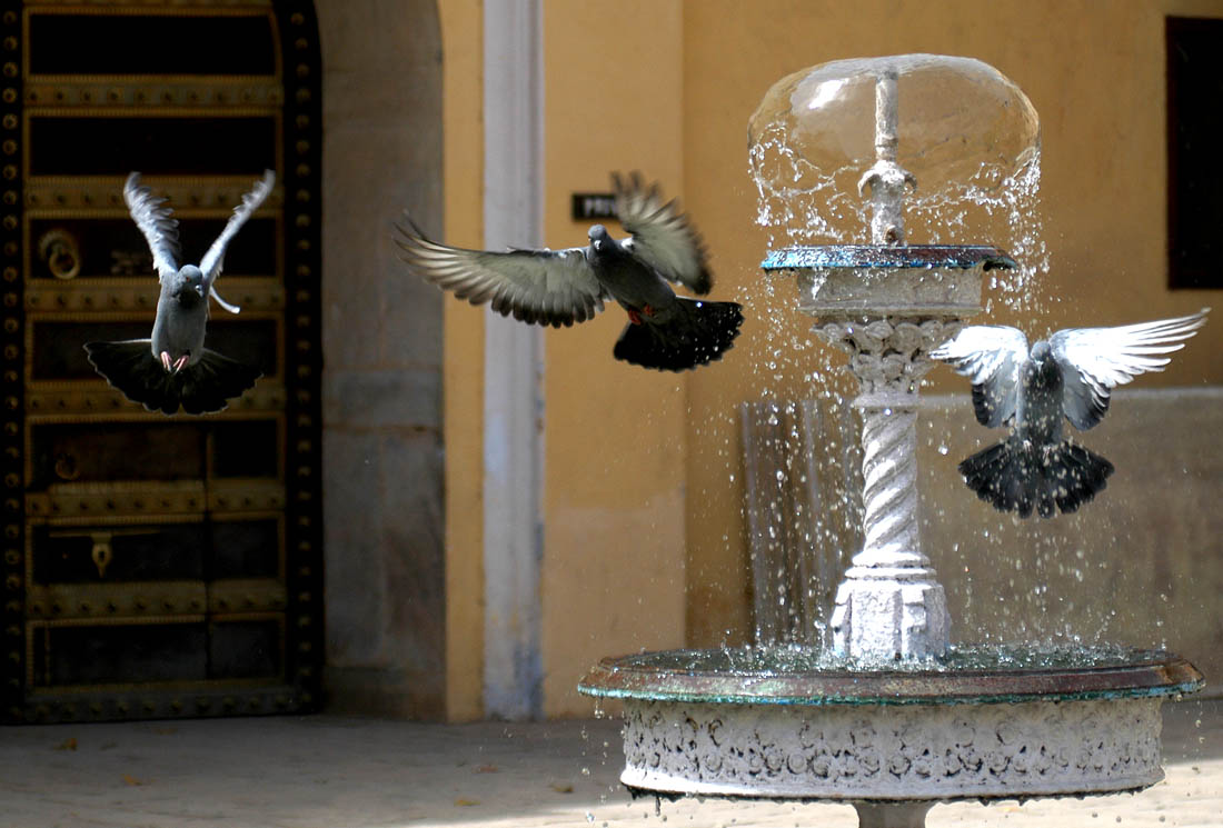 Rock Dove - HD Wallpaper 